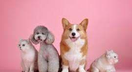 Dogs